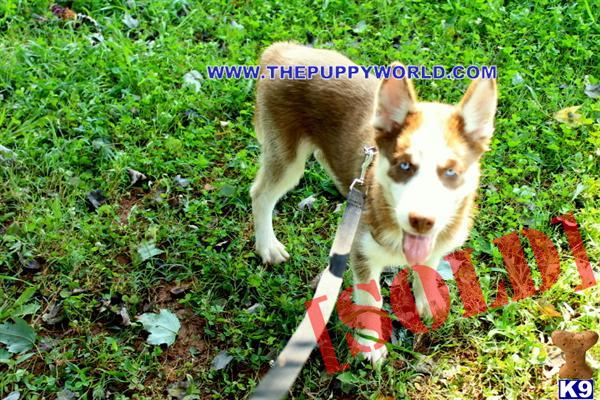 husky puppies san diego husky puppies vancouver siberian husky puppies san diego pics of husky breeds husky puppies san diego husky puppies vancouver siberian husky puppies san diego pics of husky breeds