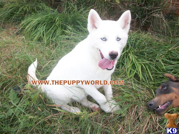 SOLID WHITE AKC PUPPIES WITH BLUE EYES