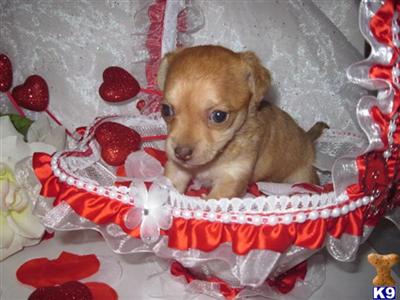 ADORABLES CKC REG. SHORT  HAIRED  PUPS AVAILABLE NOW