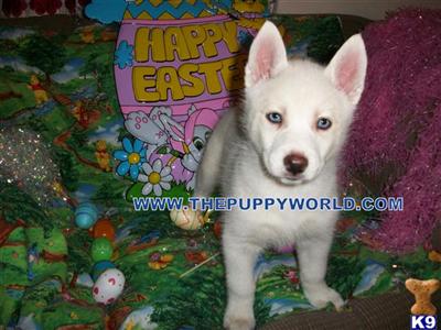 AKC REG. SIBERIAN HUSKY PUPS AVAILABLE NOW