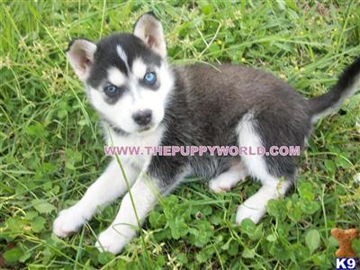 BI-EYES CKC REG  PUPPIES AVAILABLE NOW