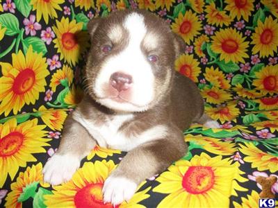 PRECIOUS BLUE EYES AKC REG.  PUPPIES 