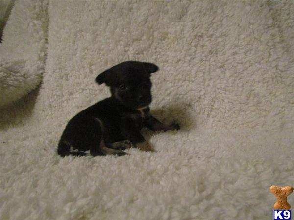 ~CKC SMOOTH COAT TOY CHIHUAHUA PUPPIES READY NOW~