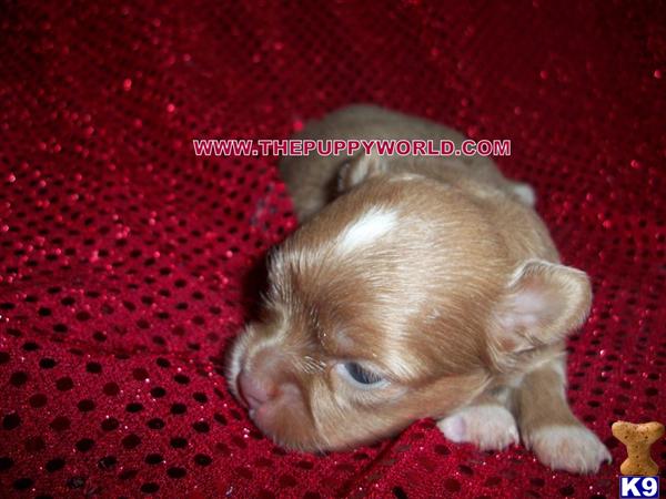 long haired chihuahua puppies for sale in nc. GORGEOUS LONG COAT PUPPIES