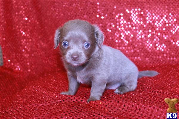 ~CKC REG LONG COAT BLUE CHIHUAHUA PUPPY READY NOW~
