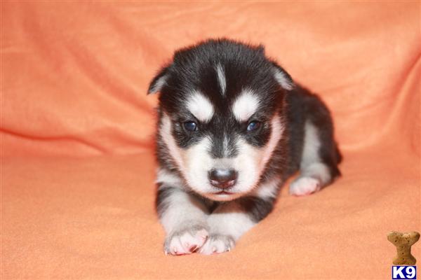 ~AKC REG. WOOLY COAT SIBERIAN HUSKY PUPPIES AVAILABLE NOW~