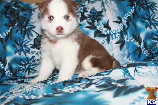 ~AKC REG. GORGEOUS BLUE EYES SIBERIAN HUSKY PUPS AVAILABLE NOW~
