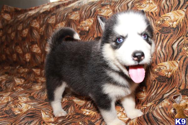 ~AKC BLUE EYES SIBERIAN HUSKY PUPS READY NOW~