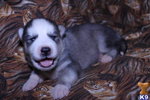 ~AKC BLUE EYES SIBERIAN HUSKY PUPPIES AVAILABLE  NOW~