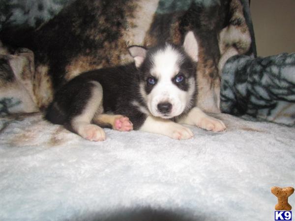 ~CKC BLUE EYES SIBERIAN HUSKY PUPPIES AVAILABLE NOW~