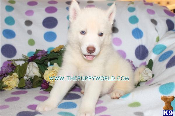 AKC GORGEOUS SIBERIAN HUSKY PUPPIES READY NOW~