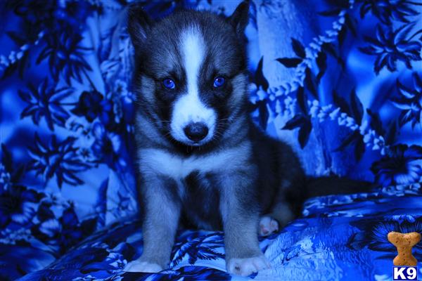 ~AKC GORGEOUS BLUE EYES SIBERIAN HUSKY PUPPIES AVAILABLE NOW~