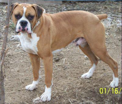 Boxer Hines