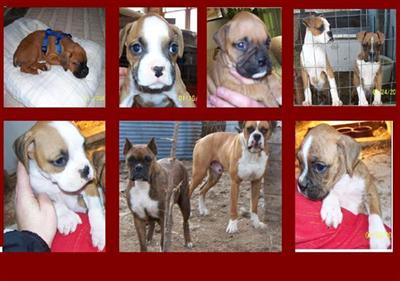 beautiful ch bloodline boxer puppies