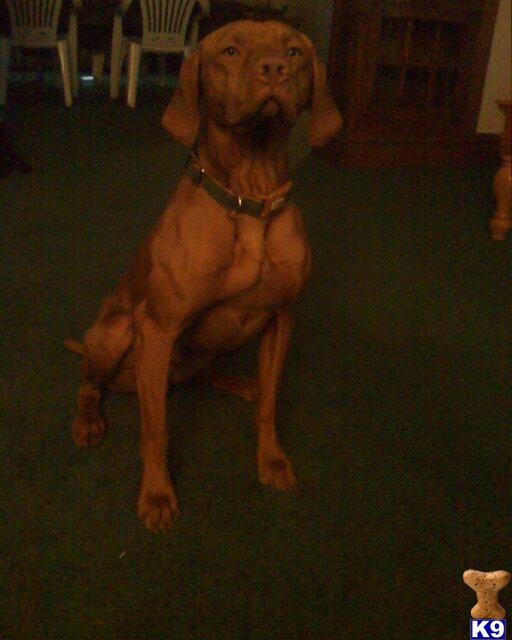 Rocky