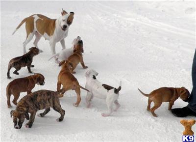 9 American Bulldog pups $850 or best offer