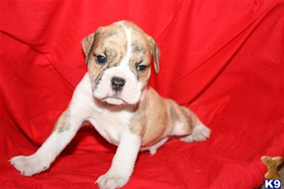 Olde English Bulldogge puppies