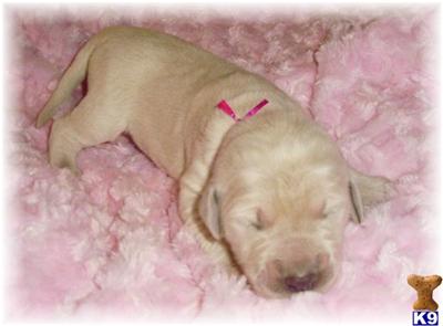 Golden Doodle puppy for sale in Wisconsin-Sugar Doodle