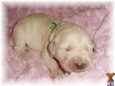 Golden Doodles... Called SUGAR doodles for sale from Wisconsin Breeder