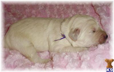 Wisconsin Breeder of Golden Doodle Puppies for Sale