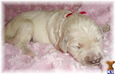 Puppies for Sale in WIsconsin- Golden Doodles and Golden Retrievers