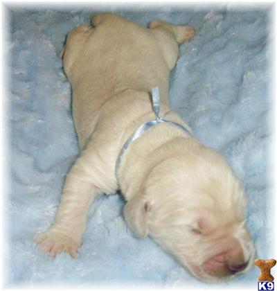 Top of the line.. Highly sought after SUGAR DOODLES Golden Doodles 