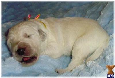 Golden Doodle Puppy for sale Also Known as a SUGAR DOODLE