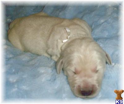 Golden Doodles from English Creme Golden Retriever x White Standard Poodle