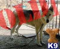 High Content Wolf Huskies