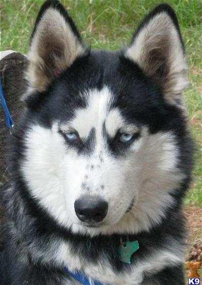 Wolf Husky Puppies