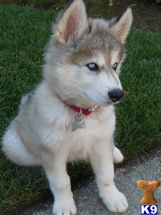 Wolf Huskies