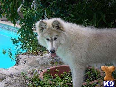 Wolf Huskies - Reserve Yours Now