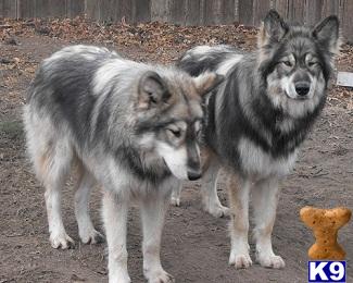 Wolf Dog Puppies