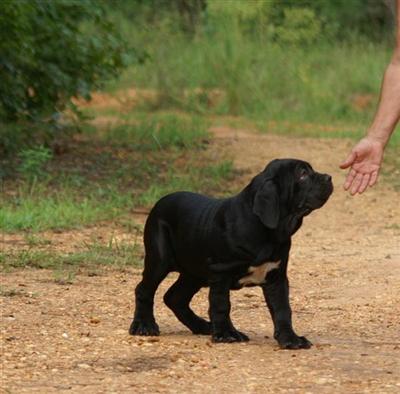 Quality house raised pups