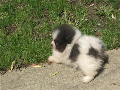 AKC show quality blue parti female. weighs 1.6