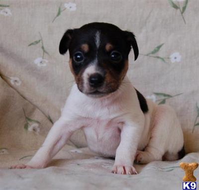 Rat Terriers from GRCH mother and UWP/CH father