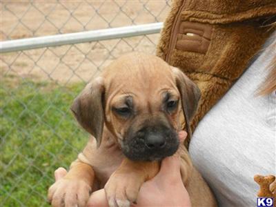 Puppies