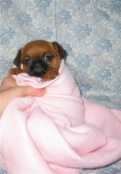 AKC Brussels Griffon Puppies