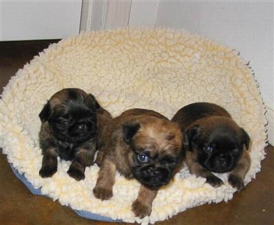 AKC reg. rough coat male Brussels Griffon puppies