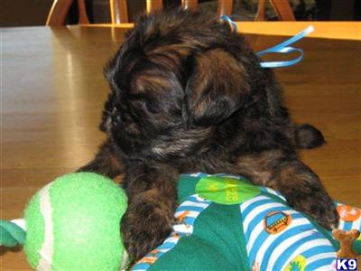 Champion Sired AKC Brussels Griffon pups
