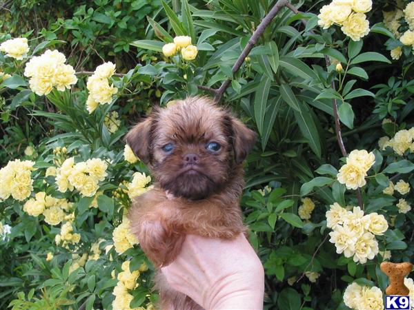 AKC Champion Sired Brussels Griffon Puppies
