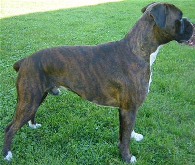  Orhalmi Bronson double O seven