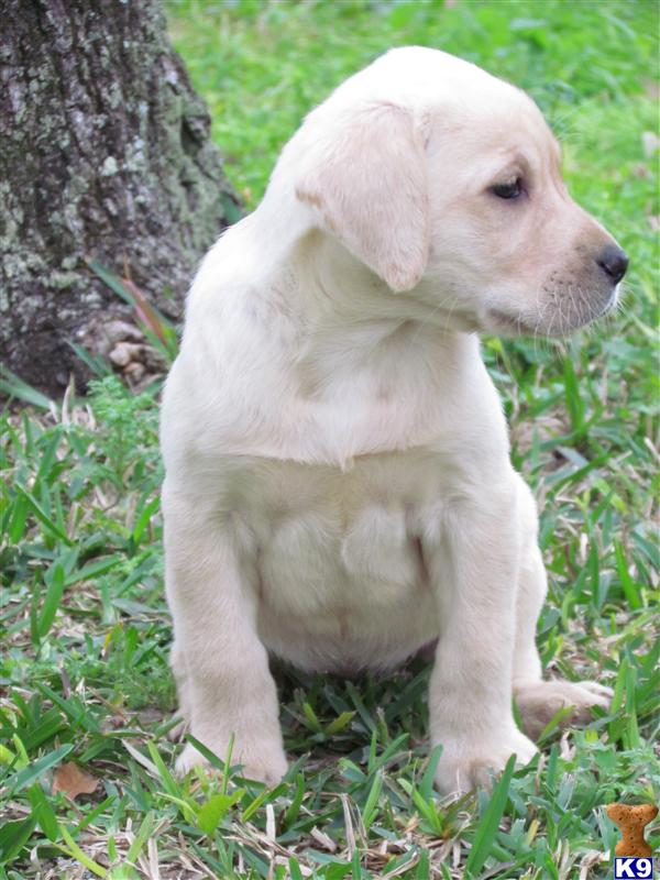 Beautiful Yellow / Black Labrador Retriever Puppies