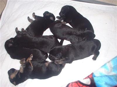 AKC German Shepherd Puppies