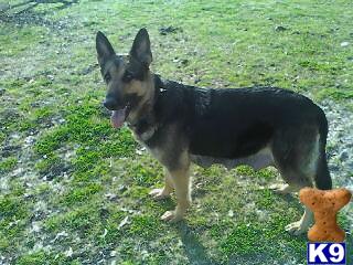 German Shepherds