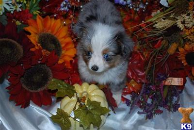 Total perfection presented by T.J.s Aussies ,Toy blue male for sale in pa