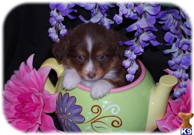 Very nice red tri male from TJS aussies. SOLD