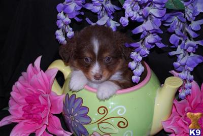 Tjs aussies offer another fine mini/ toy  red tri male SOLD