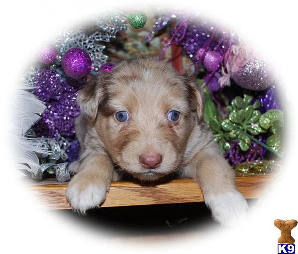 Red merle T.Js aussies a short dive from Maryland