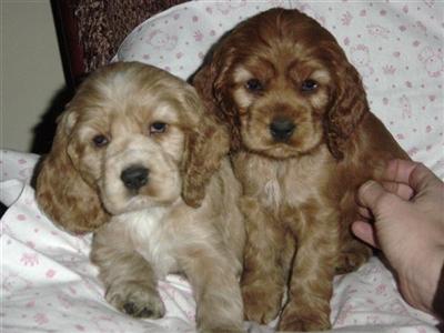 Cocker Spaniel puppies for sale